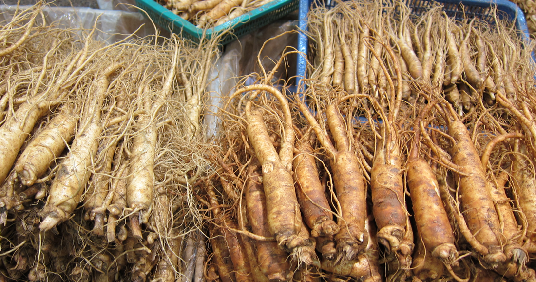 Rădăcini proaspete de ginseng expuse la vânzare