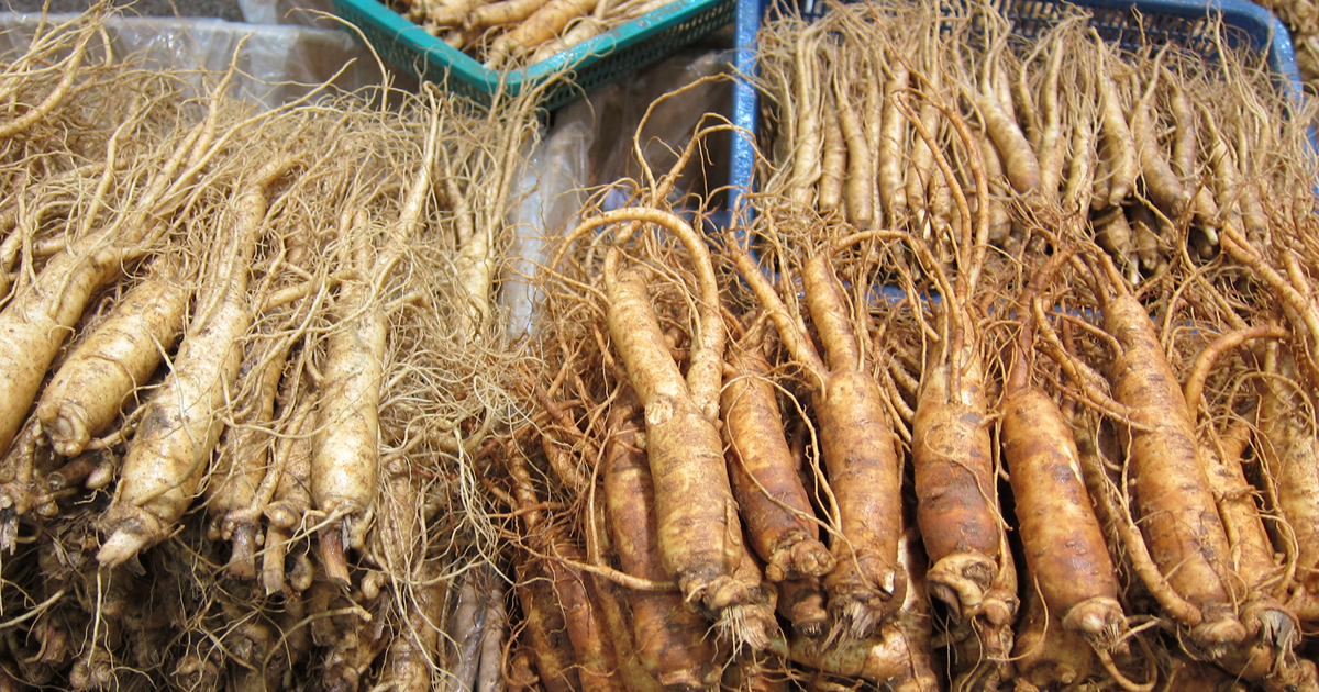 Rădăcini proaspete de ginseng expuse la vânzare